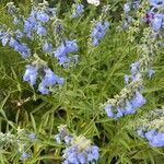 Salvia azurea 花