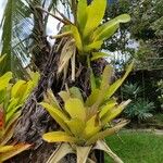 Aechmea caudata Blatt