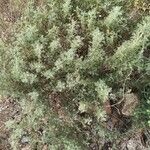 Artemisia alba Liść