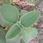 Plectranthus barbatus Blatt