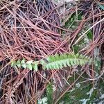 Asplenium platyneuron Hoja