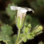 Phacelia perityloides Flower