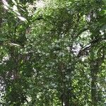 Faramea multiflora Habitat