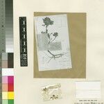 Crotalaria cabui Other