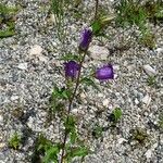 Campanula medium Hábito