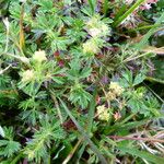 Alchemilla procumbens