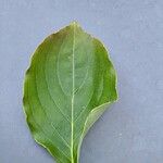 Cornus kousa Feuille