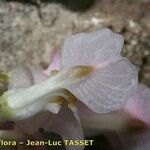 Sarcocapnos crassifolia Flor