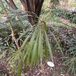 Cordyline stricta Blad