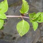 Coccocypselum herbaceum Habit