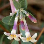 Symphoricarpos longiflorus Цвят