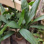 Calanthe tankervilleae Leaf