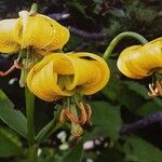 Lilium bosniacum