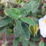 Cistus salviifolius Fuelha
