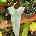 Philodendron hastatum Foglia