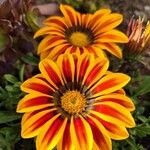 Gazania linearis Цветок