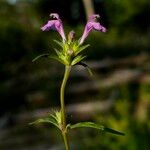 Galeopsis angustifolia 花