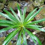 Euphorbia mellifera Lapas