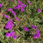 Verbena rigidaFlors