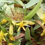 Pectis prostrata Flower