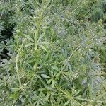 Galium aparine عادت داشتن