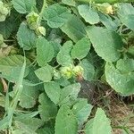Sida cordifolia Leaf