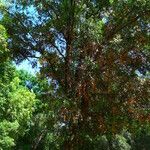 Quercus chrysolepis Yeri
