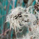 Clematis tangutica Плод