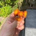 Pilosella guthnikiana Flor