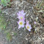 Colchicum cupanii 花