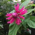 Salvia oxyphora Flower