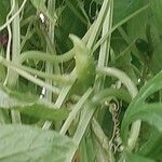 Cyclanthera pedata 樹皮