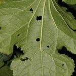 Eupatoriastrum nelsonii Leaf