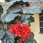 Clerodendrum splendens Flower