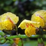 Pterocarpus officinalis Blüte