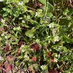 Cerastium diffusum പുഷ്പം