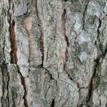 Pinus echinata Corteza