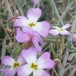 Marcus-kochia littorea Flower