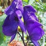 Aconitum napellus Flor