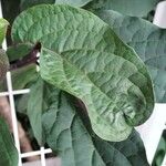 Clerodendrum quadriloculare Hoja