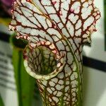 Sarracenia leucophylla 葉