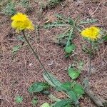 Hieracium scouleri Çiçek
