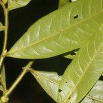 Guatteria tomentosa Frunză