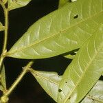 Guatteria tomentosa Hoja