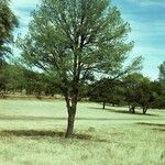 Pinus cembroides Habitus