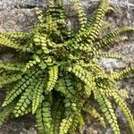 Asplenium trichomanesLeaf