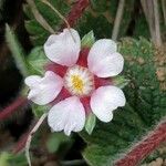 Potentilla micrantha Flower