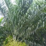 Dypsis decaryi Blomst