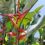 Heliconia collinsiana Flower