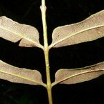 Danaea moritziana Leaf